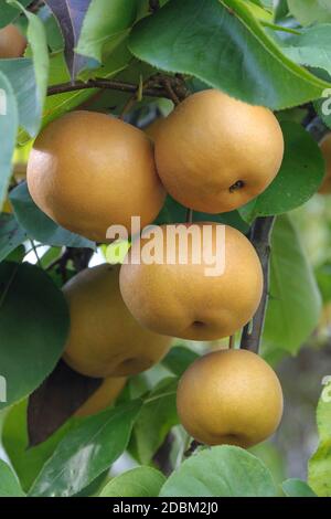 Nashi-Birne (Pyrus pyrifolia 'Kumoi') Foto Stock