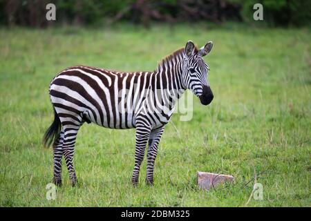 Alcuni Zebre nel mezzo della savana del Kenya Foto Stock