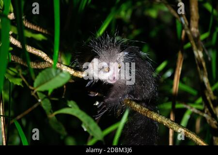 Uno dei rari lemuri di Aye-Aye che è solo notturno Foto Stock