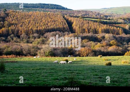 Pecore che pascola in un campo con una vista di larici che crescono sulla diversificazione fattoria conifere piantagione nel Carmarthenshire Galles UK KATHY DEWITT Foto Stock