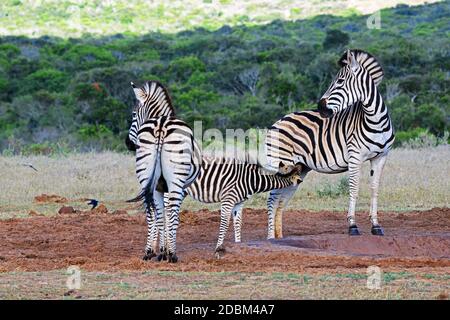 Famiglia Zebra nel Parco Nazionale degli Elefanti di Addo Foto Stock