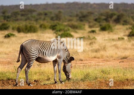 Una zebre Grevy sono pascolando nella campagna di Samburu in Kenya Foto Stock