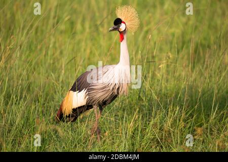 Uccelli nativi molto colorul siedono su rami Foto Stock