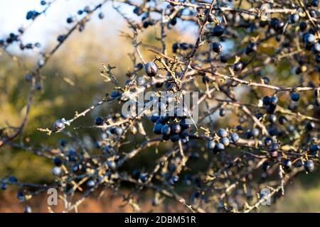 Acini blu selvatico bacche di sciugia pronti per la raccolta su spinoso Arbusto nella campagna Dyfed Carmarthenshire Galles UK 2020 KATHY DEWITT Foto Stock