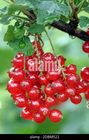 Rote Johannisbeere (Ribes rubrum 'Rondom') Foto Stock