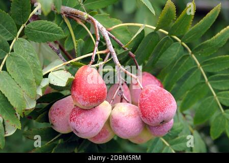 Speierling (Sorbus domestica 'Sossenheimer Riesen') Foto Stock