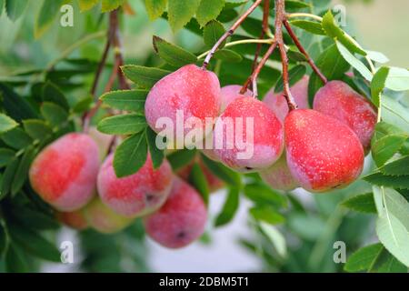Speierling (Sorbus domestica 'Sossenheimer Riesen') Foto Stock