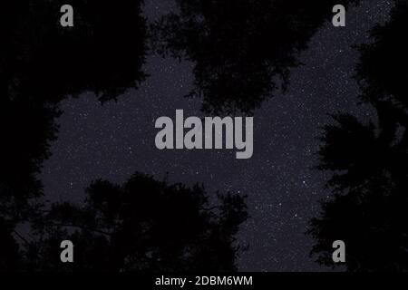 Guardando su alberi di conifere, cielo notturno chiaro con molte stelle sopra. Foto Stock