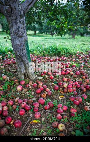 Mele a terra sotto albero, Middleburg, Virginia, Stati Uniti Foto Stock