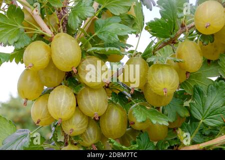 Stachelbeere (Ribes uva-crispa " Invicta') Foto Stock