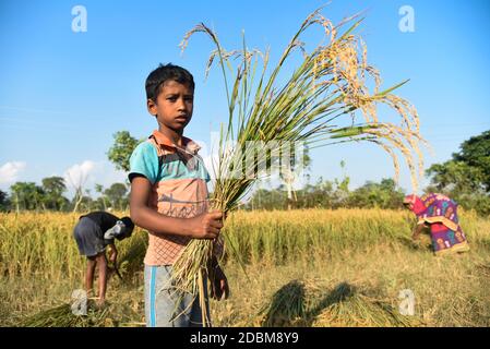 Distretto di Bongaigaon di Assam, India. 17 novembre 2020.UN bambino di una famiglia contadina mostra risaie raccolte in un campo, in un villaggio nel distretto di Bongaigaon di Assam in India il 17 novembre 2020. L'agricoltura sostiene più della metà della popolazione indiana, circa 1.4 miliardi. Il riso è considerato come il raccolto principale dell'India costiera e in alcune regioni dell'India orientale. Ci sono tre stagioni per coltivare riso in India- autunno, inverno ed estate. Credit: David Talukdar/Alamy Live News Foto Stock