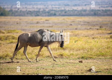 Gnu antilopi è camminare su un safari in Kenya Foto Stock