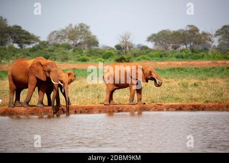 Una famiglia di elefanti bere acqua dal buco Foto Stock