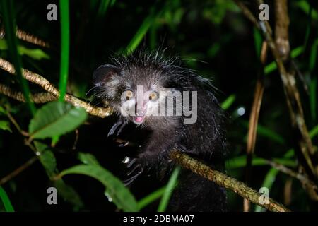 Uno dei rari lemuri di Aye-Aye che è solo notturno Foto Stock