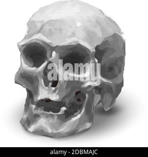 Antico cranio umano realistico in nero e bianco tono su bianco Illustrazione Vettoriale