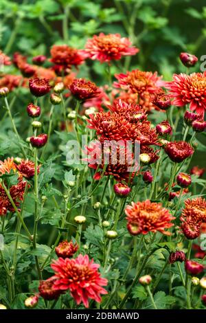 Cespugli con fiori di borgogna di crisantemi nel giardino in autunno Foto Stock