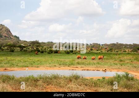 Una famiglia di elefanti rossi sta arrivando al buco d'acqua, un sacco di piante verdi Foto Stock