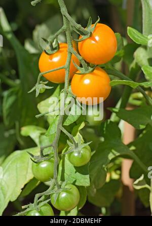 Capriate di pomodori di Sungold arancio che maturano sulla vite sotto il sole estivo nel giardino domestico, Cumbria, Inghilterra UK. Foto Stock