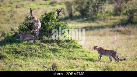 Un ghepardo cammina tra erba e cespugli nella savana del Kenya Foto Stock
