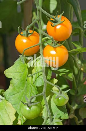 Capriate di pomodori di Sungold arancio che maturano sulla vite sotto il sole estivo nel giardino domestico, Cumbria, Inghilterra UK. Foto Stock