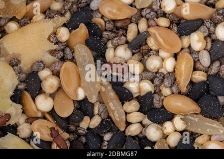 Flour rosso Beetle della specie Tribolium castaneum Foto Stock