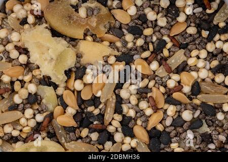 Flour rosso Beetle della specie Tribolium castaneum Foto Stock