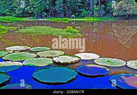 vitoria regia, manaus, brasile Foto Stock