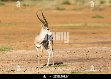 Un Grant Gazelle si trova nel mezzo del paesaggio erboso del Kenya Foto Stock