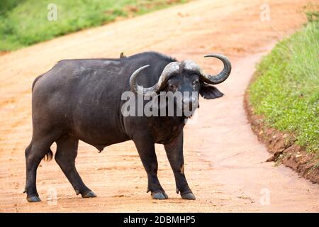 Un grande bufalo si erge su un sentiero nella savana Foto Stock