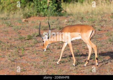 Un antilope nel mezzo della savana del Kenya Foto Stock