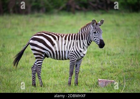 Alcuni Zebre nel mezzo della savana del Kenya Foto Stock