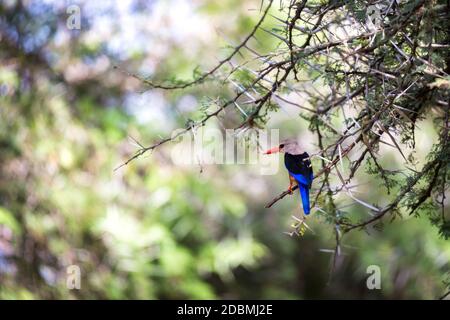 Uccelli nativi molto colorul siedono su rami Foto Stock