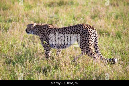 Un ghepardo cammina tra erba e cespugli nella savana del Kenya Foto Stock