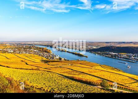 Rudesheim am Rhein nella valle del fiume Reno medio-alta (Mittelrhein), vigneti colorati, autunno giallo, cielo blu. Vista panoramica. Assia, Germania Foto Stock