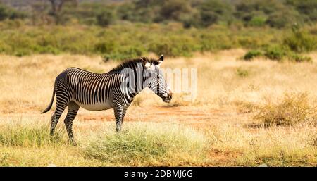 La Grevy Zebra si pascolano nella campagna di Samburu in Kenya Foto Stock