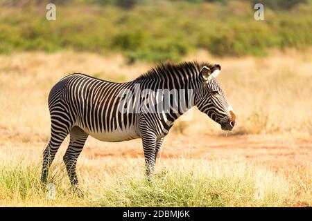 La Grevy Zebra si pascolano nella campagna di Samburu in Kenya Foto Stock