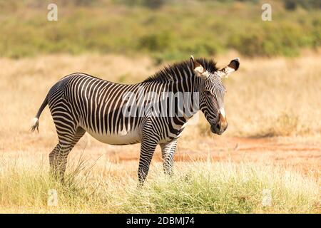 La Grevy Zebra si pascolano nella campagna di Samburu in Kenya Foto Stock