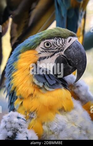 Ritratto, un primo piano di un macaw nel molt. Foto Stock