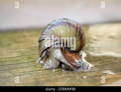 Ritratto di una lumaca di palude, Viviparidae, su un ponte pedonale sopra uno stagno Foto Stock