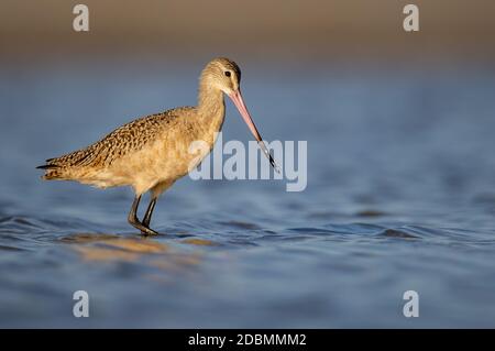 Un uccello di mare sulla spiaggia in Florida Foto Stock