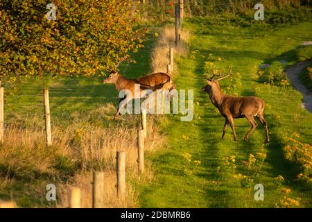 Saltando Red Deer o Cervus elaphus che salgono sulla recinzione in una splendida e colorata luce del tramonto autunnale nel Killarney National Park, County Kerry, Irlanda Foto Stock