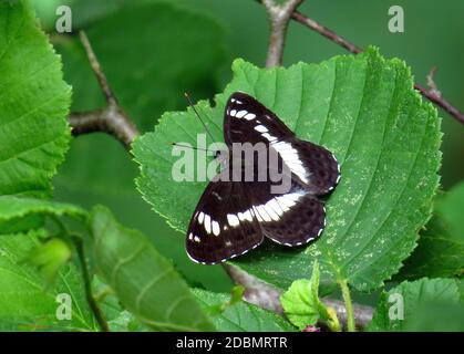 Ammiraglio bianco, Limenitis camilla, seduto su una foglia di mora Foto Stock