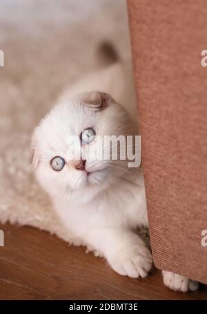 Ritratto di un gattino giocoso, piccolo e sorpreso. Un gattino scozzese sta giocando e si nasconde dietro un divano. Piegatura scozzese Foto Stock