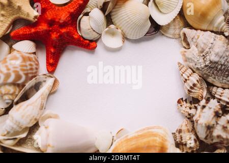 Belle conchiglie e stelle marine giacciono su uno sfondo bianco formando una cornice. Posiziona per il testo. Modello banner. Primo piano, vista dall'alto. Foto Stock