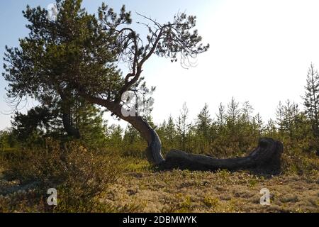 Caduto ma superstite pino nella taiga. È sdraiato a terra. Foto Stock