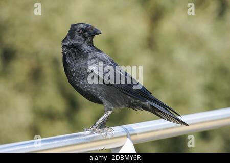 Carrion Crow, Corvus corone corone Foto Stock