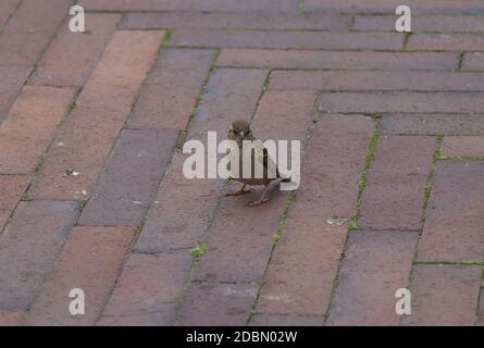 Uccello Sparrow su una strada acciottolata della città. Foto Stock