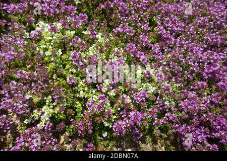 Thymus serpyllum Foto Stock