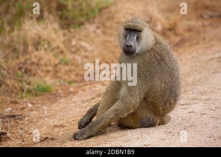 La scimmia è seduto sulla strada, babbuino, su un safari in Kenya Foto Stock