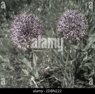 Infiorescenze sferiche di erbacee perenni Piante ornamentali di Christoph la cipolla. Presenta closeup sullo sfondo del giardino. Foto Stock